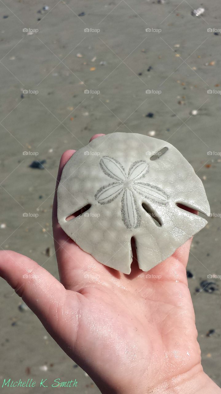 Sand Dollar