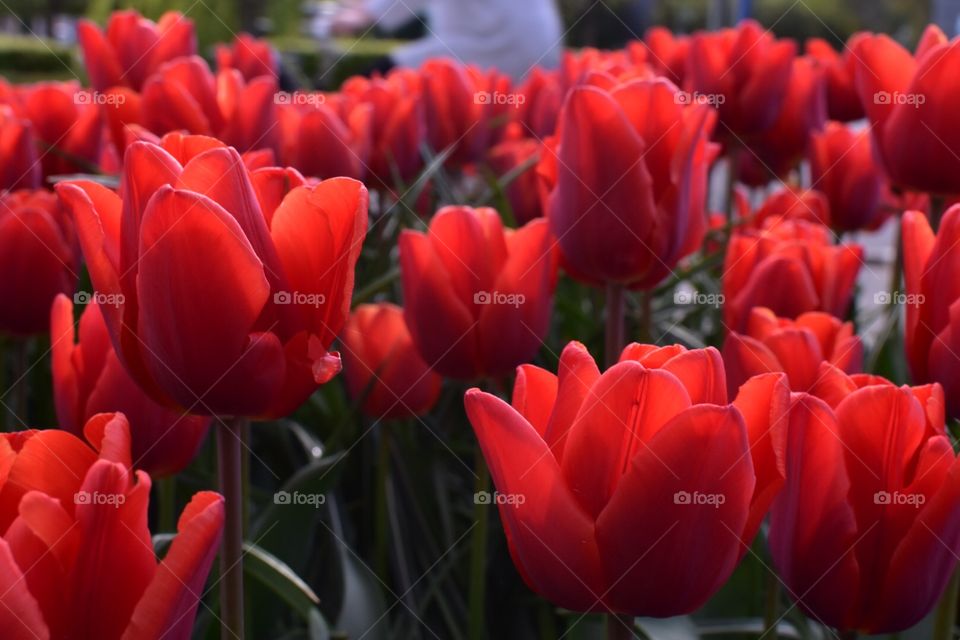 Beautiful flowers on spring 