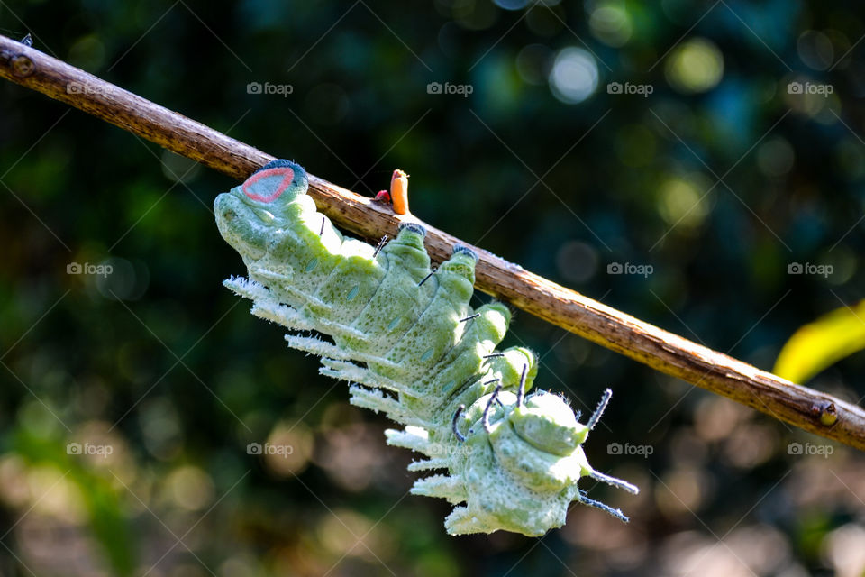 Atlas moth caterpillar perching head down on branch