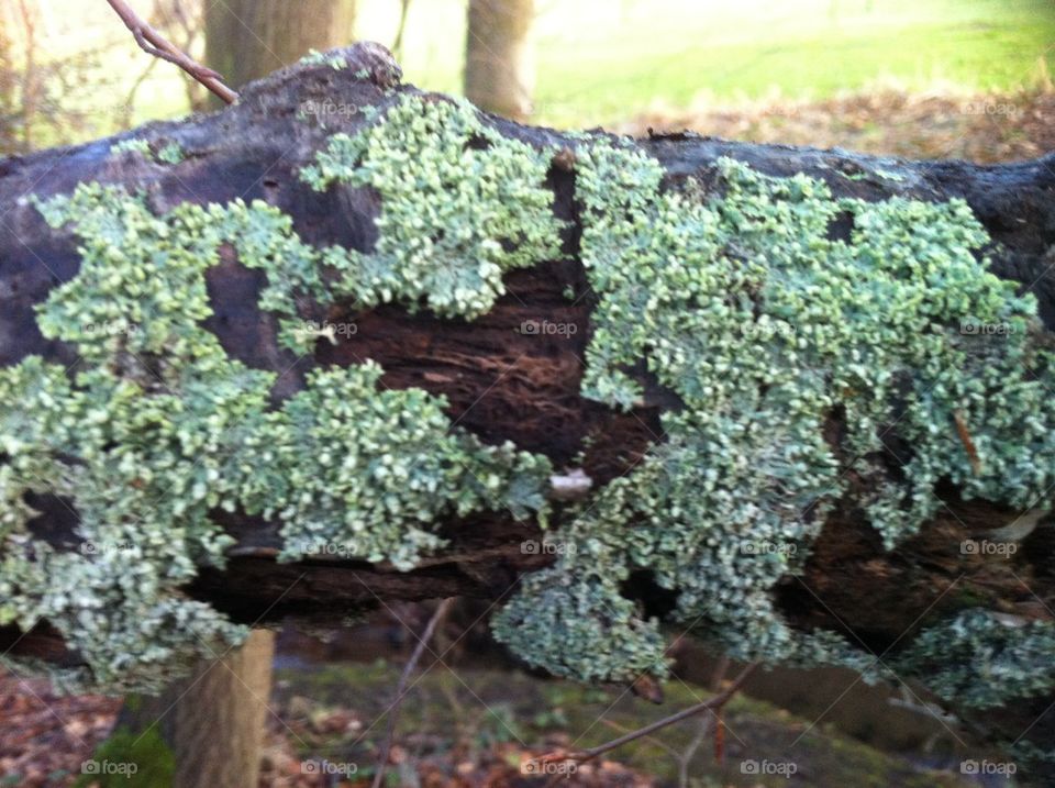 Lichen