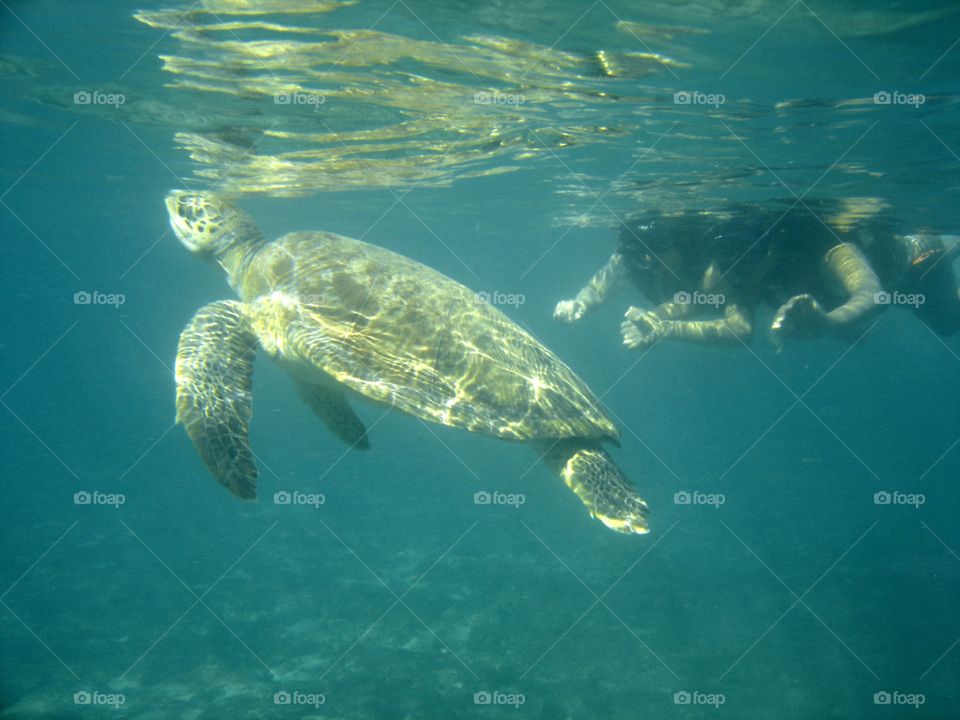 Turtle and we in Fernando de Noronha archipelago - Pernambuco - Brasil