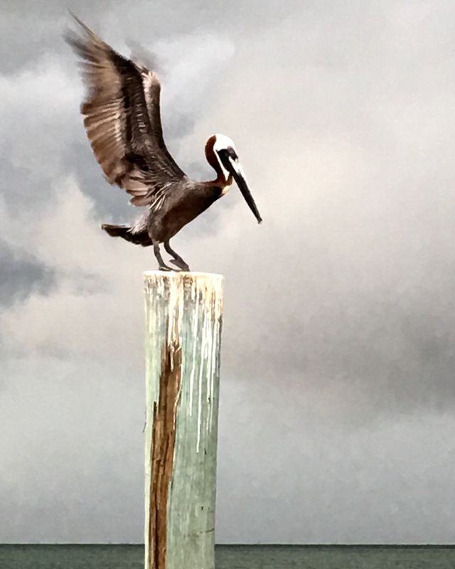 Pelican 