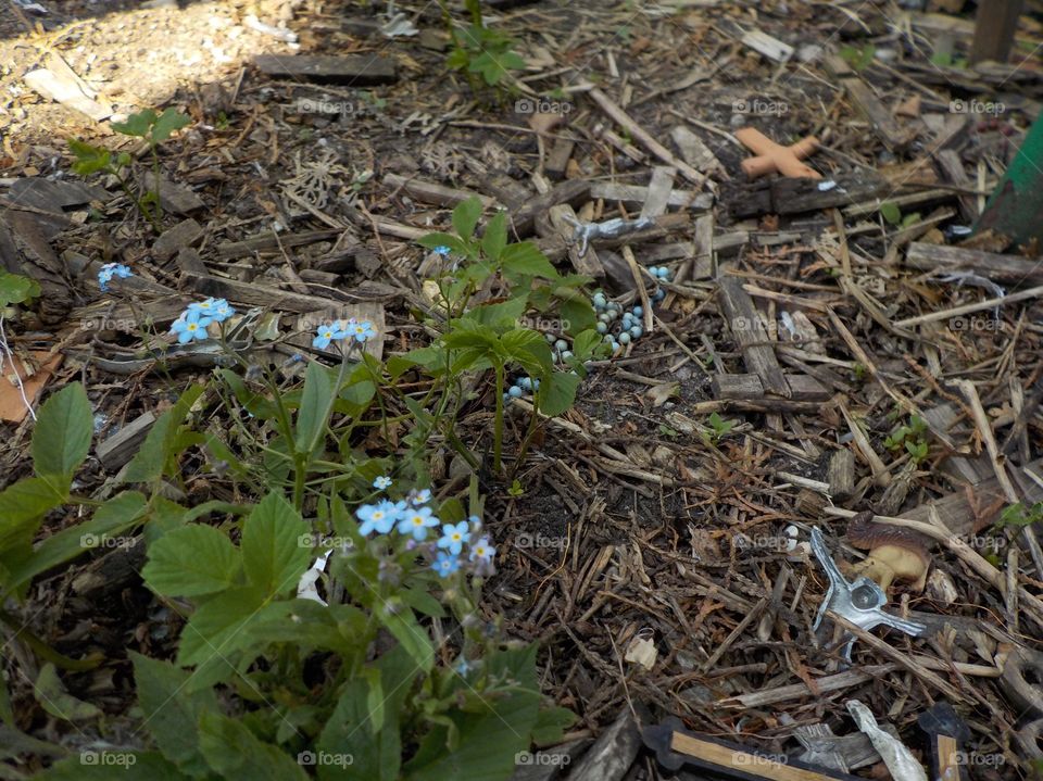 Forget-me-not and time
