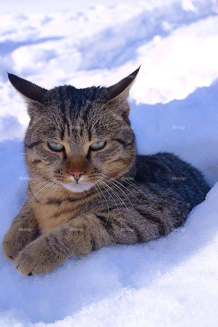 Cat on the snow