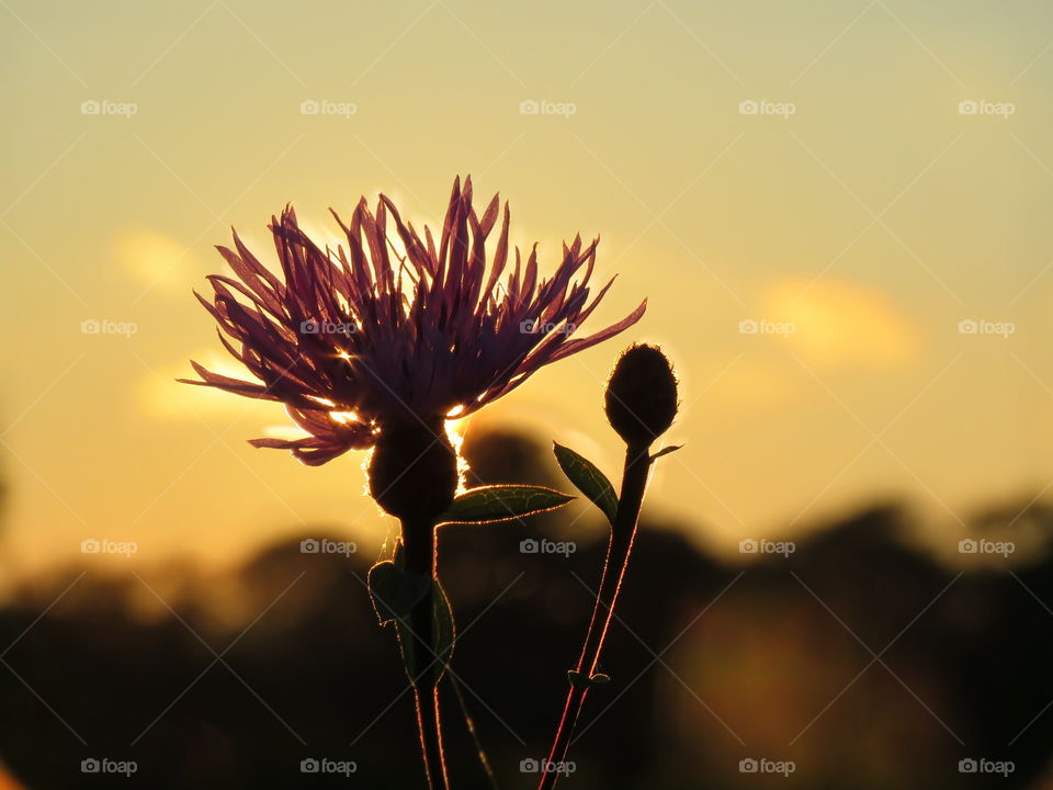 A thistle flower in the sunset. 