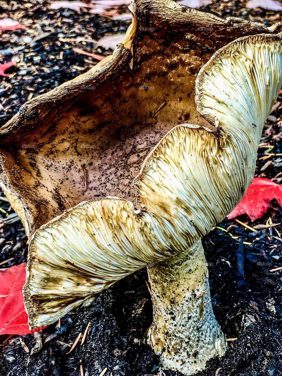 Mushroom pretending to be a tulip 