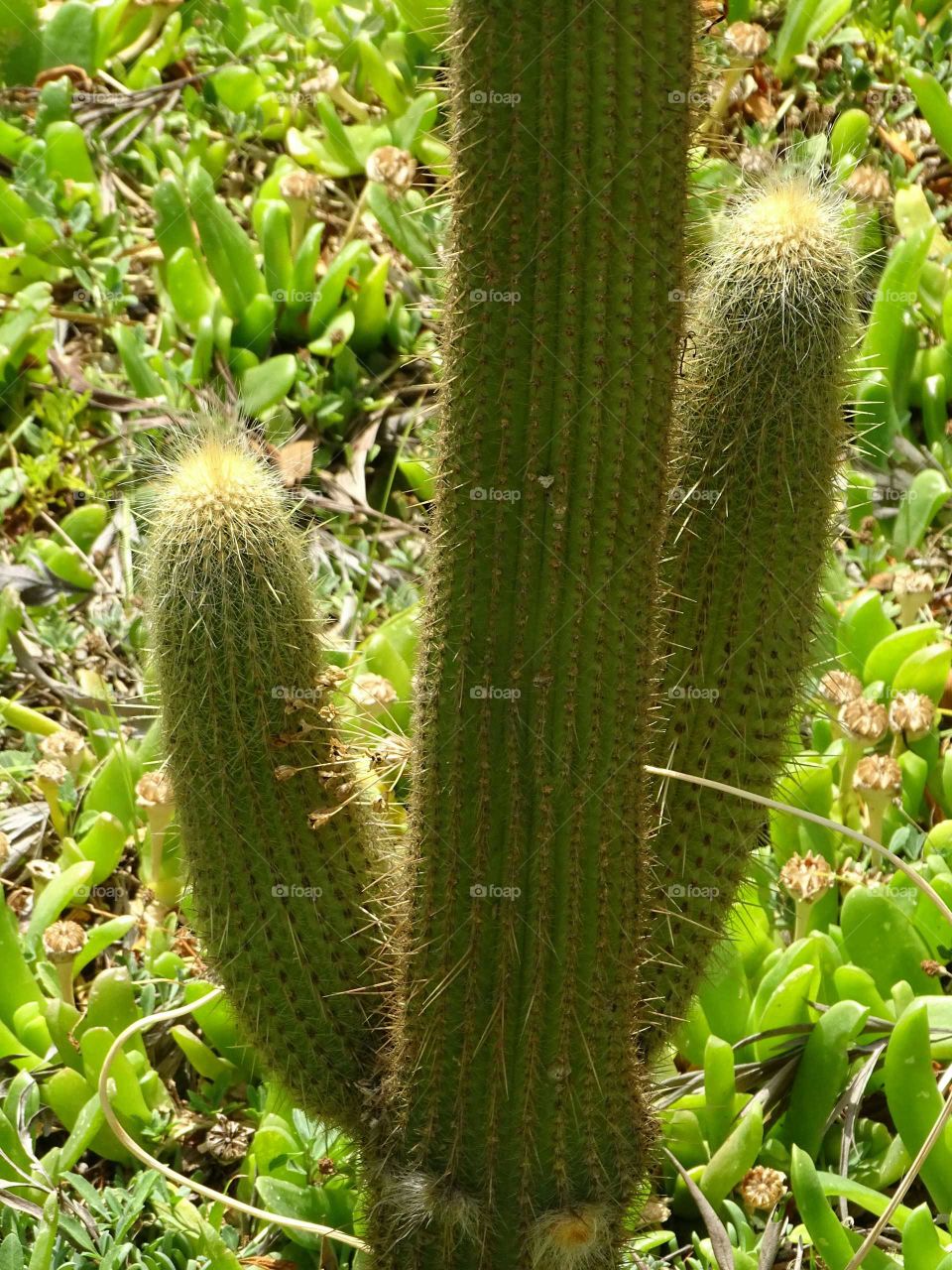 Cactus