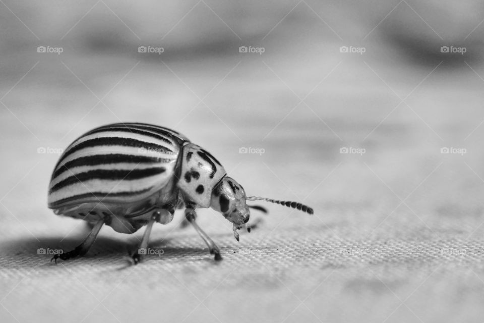 Close up of Colorado potato beetle (Leptinotarsa decemlineata)