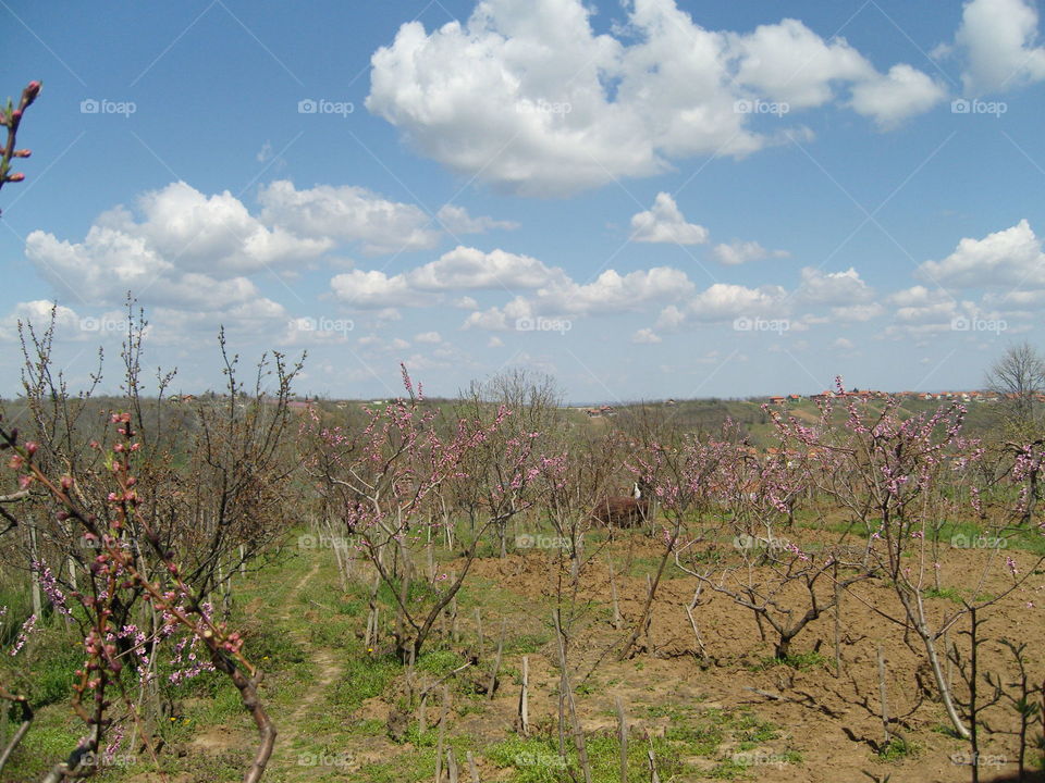 Orchard in spring
