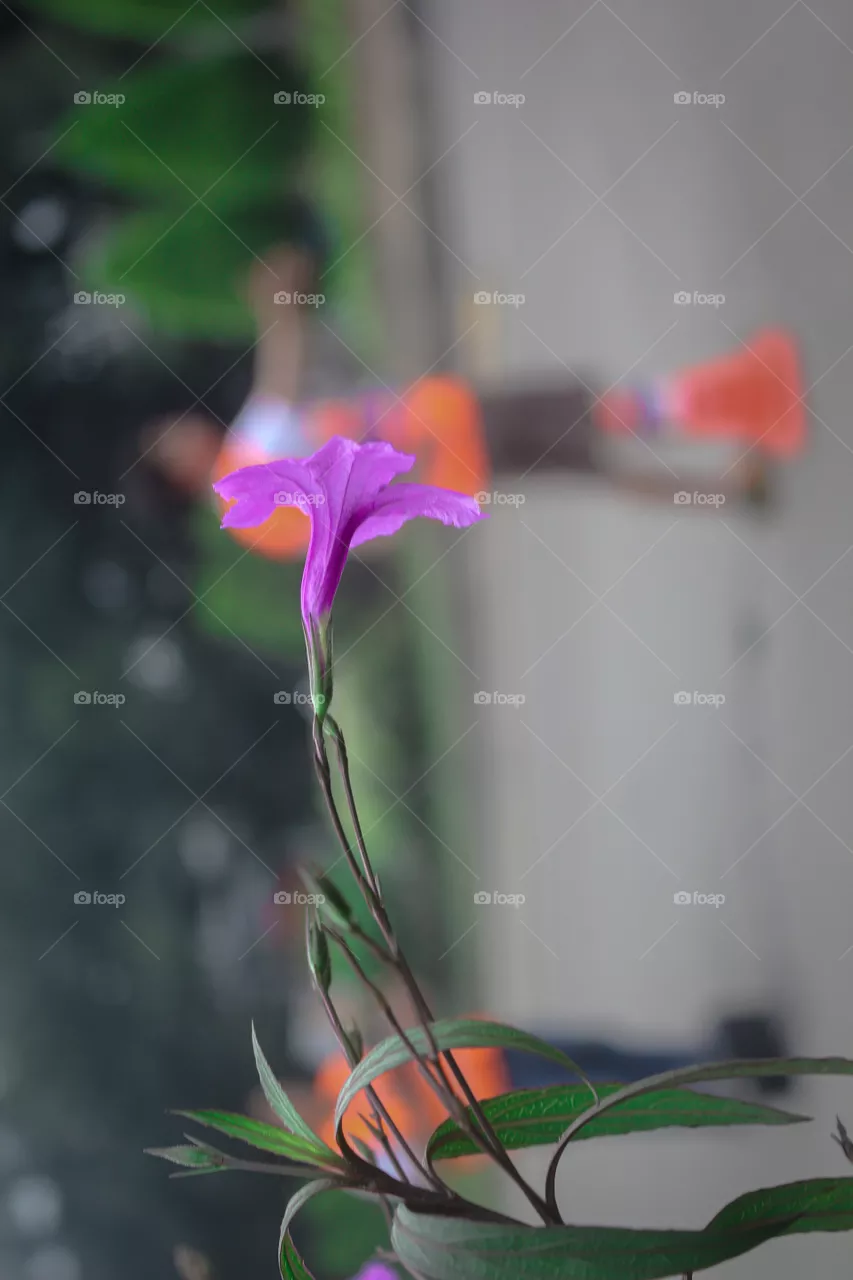 Purple flower on the roadside