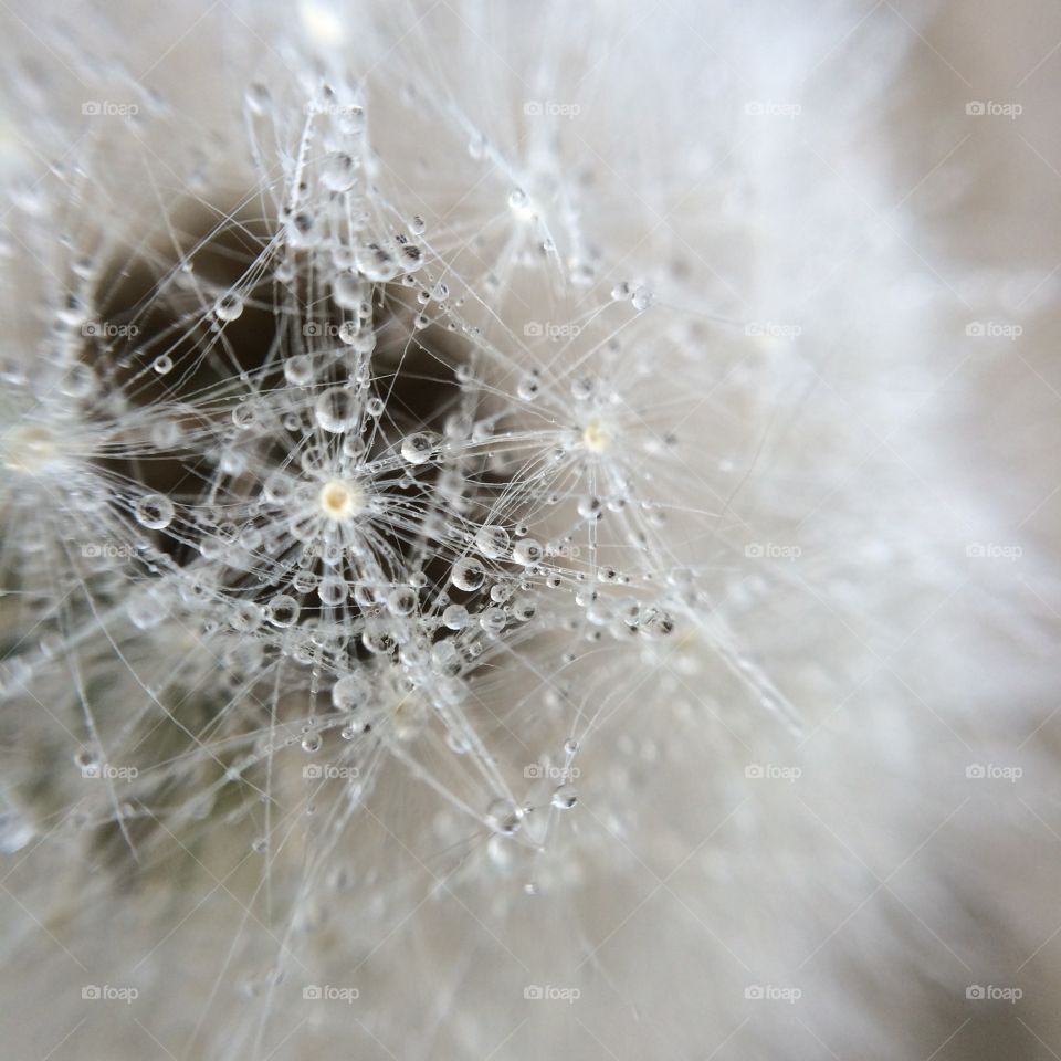 Dandelion, Spider, Downy, Insubstantial, Nature