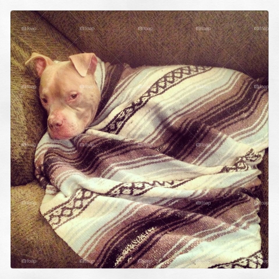 pit in a blanket
