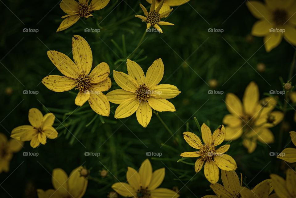 Cluster of flowers 