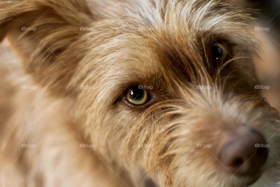 Dog with amber eyes stares directly at the camera