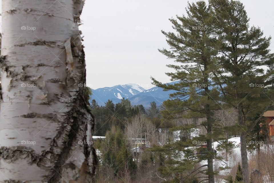 Birches in Placid