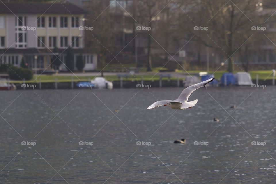 Flying seagull at lake