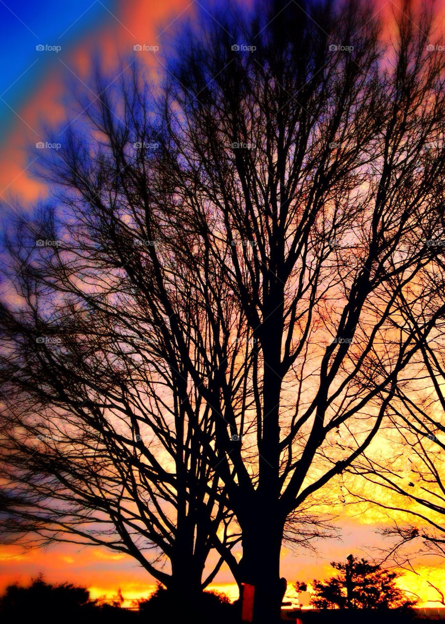 Fall, Tree, Dawn, No Person, Nature