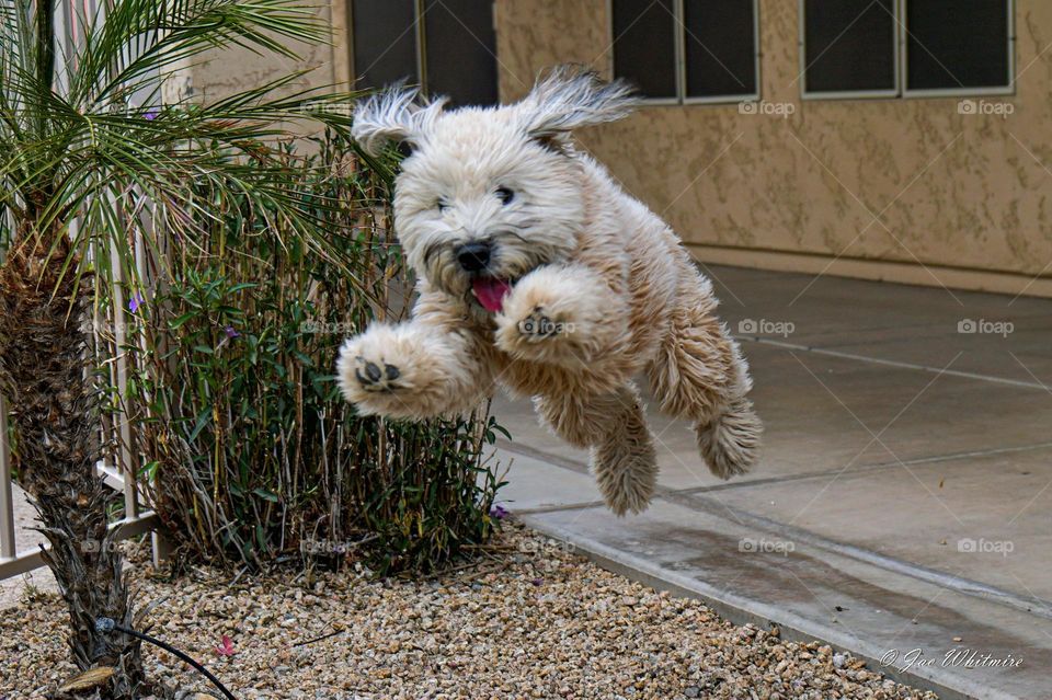 Our furry family member jumps for joy as she celebrates a new toy in the backyard
