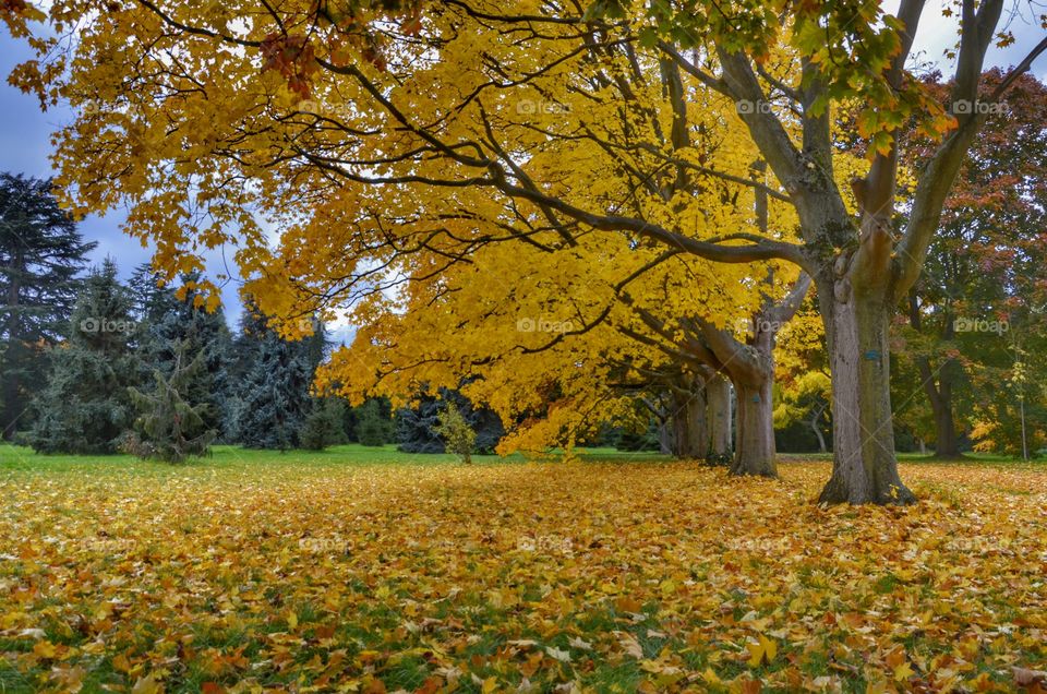 Fall, Leaf, Tree, Wood, Landscape