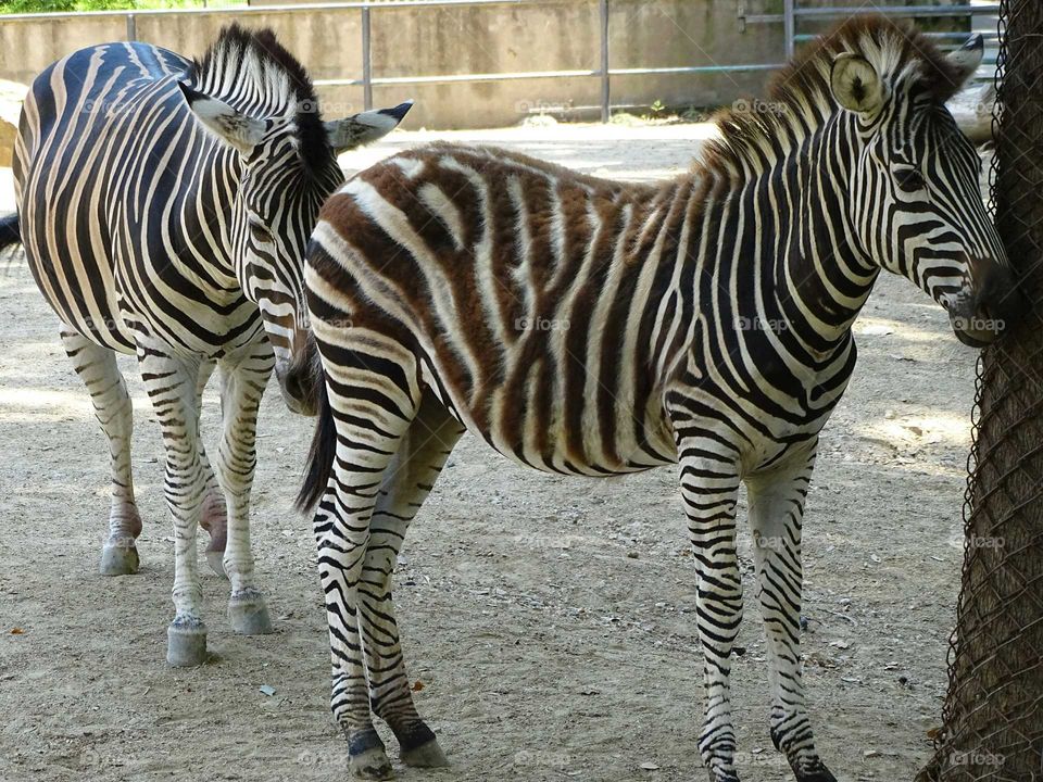 Zebras
