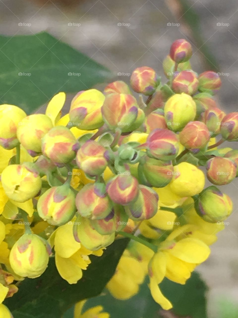  yellow flowers