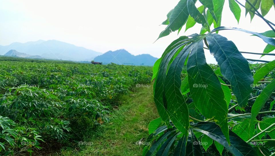 Landscape of cassava fields, with mountains in the background.