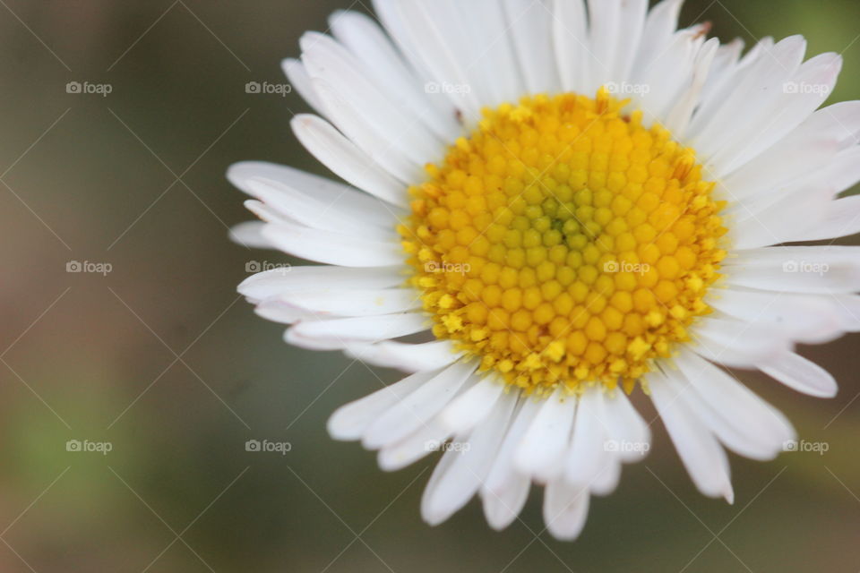 flower white petals serene nature bud