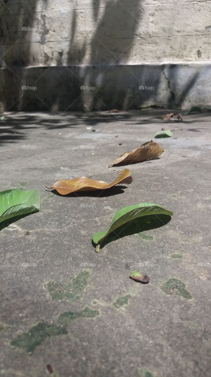 shadow on leaf