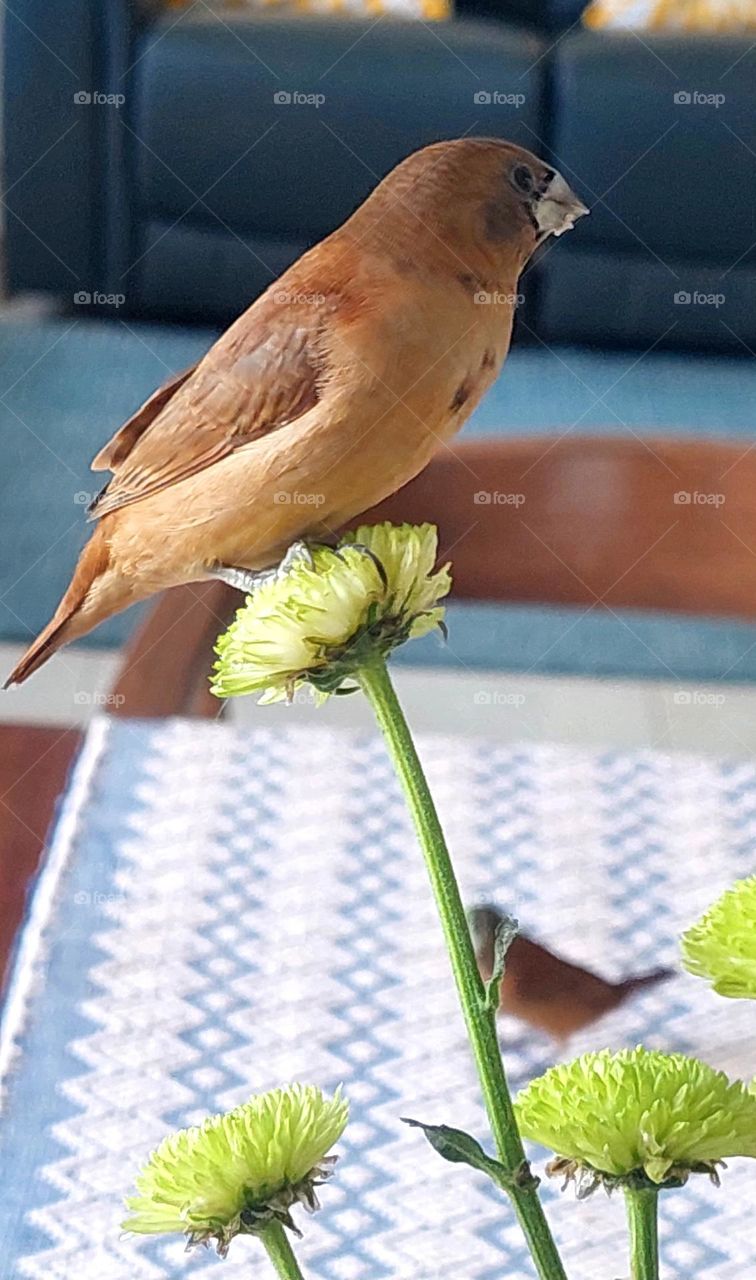 Unexpected  Visitors