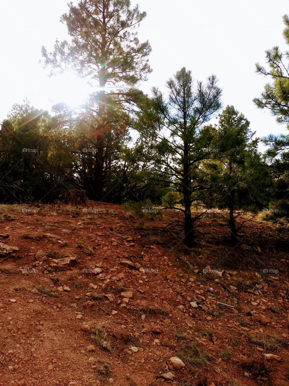 Sun shining through a beautiful and colorful forest