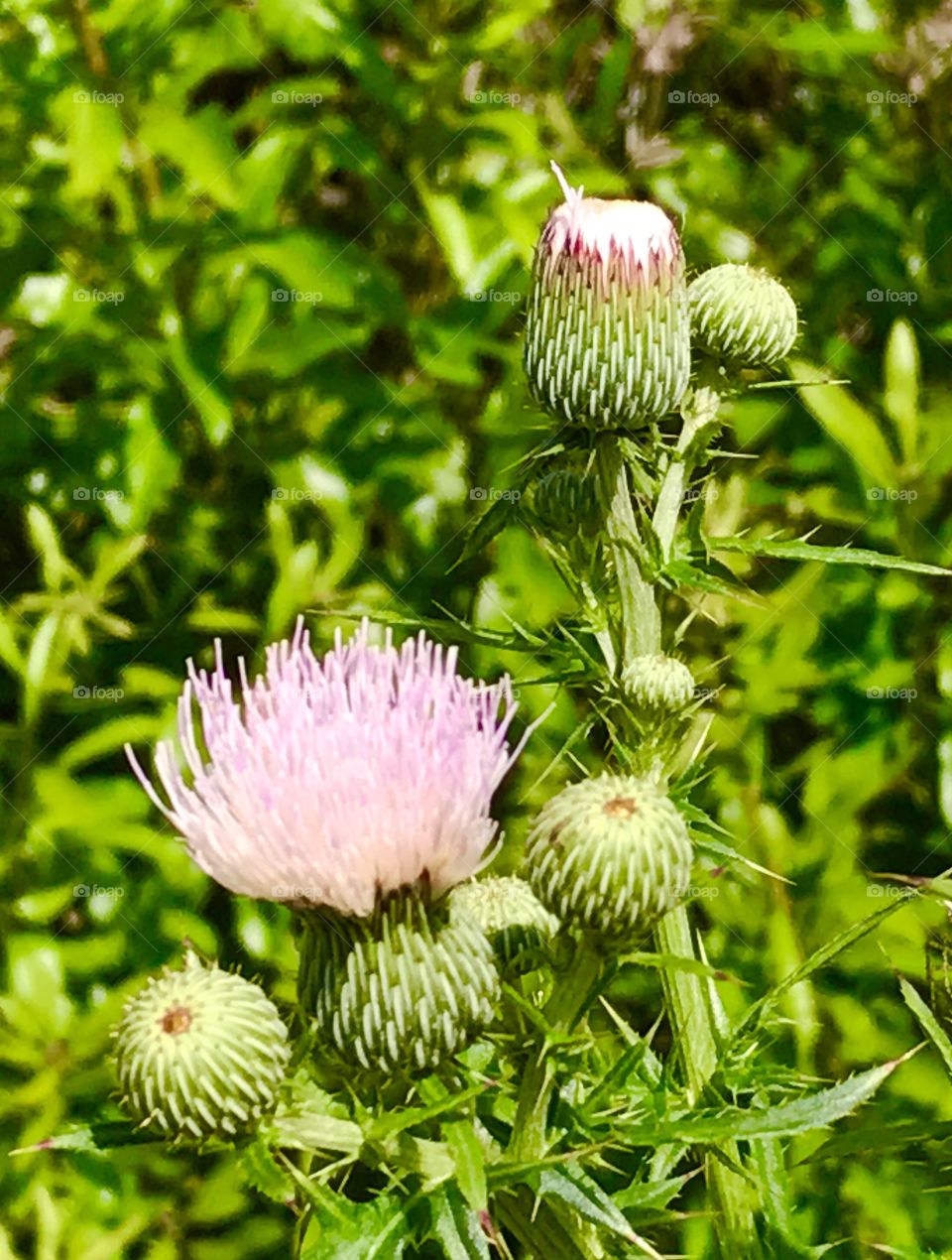 Wild flowers 