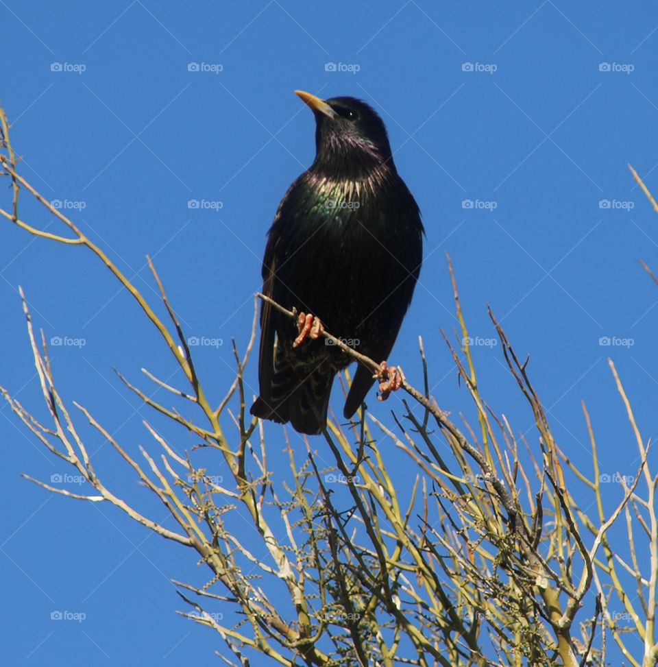 Starling on a Tree Top