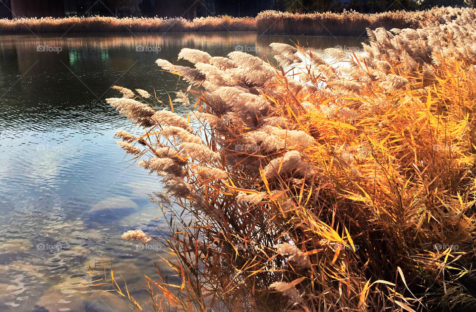 a warm autumn afternoon，by the river
