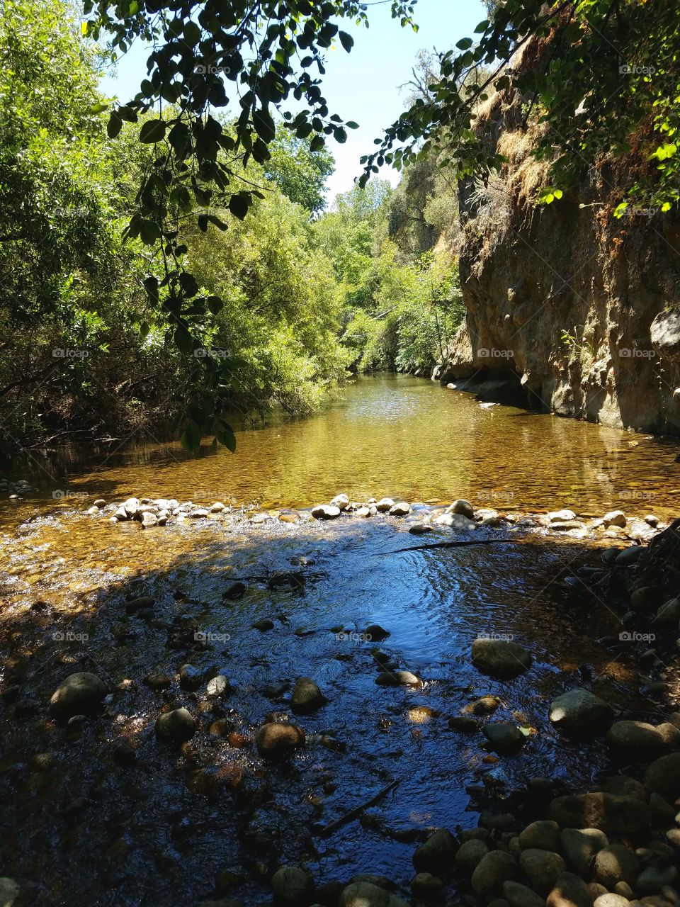 Calm River in a Forest with Trees and Rocks on a Sunny Day