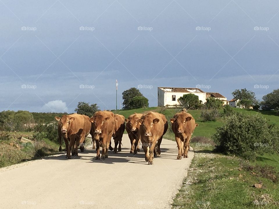 Cows on the road 