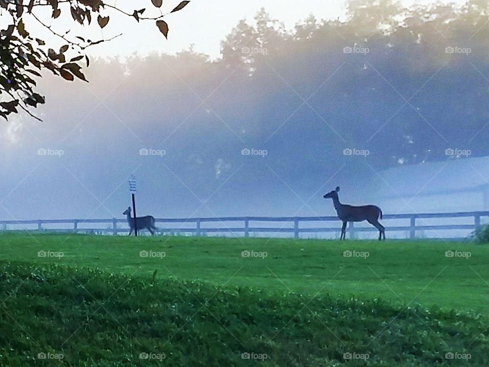 deer in the fog
