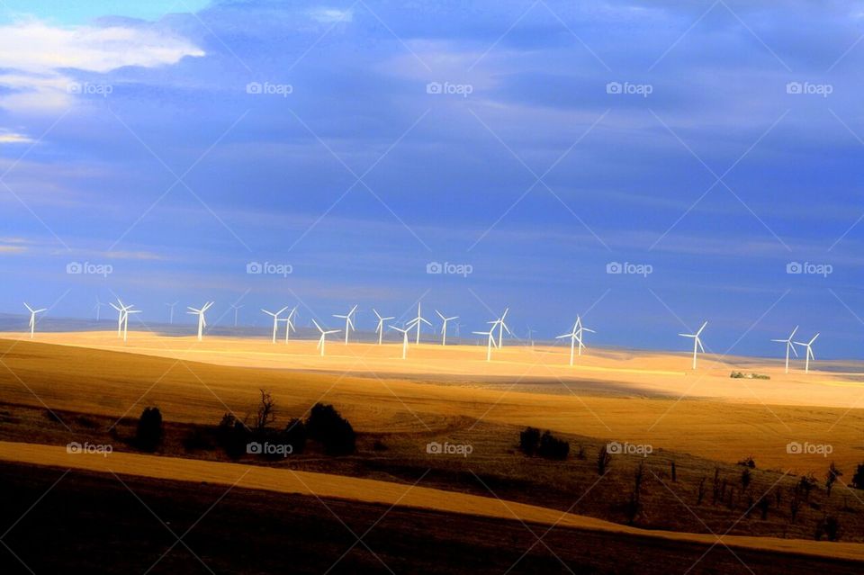 Field of Wind