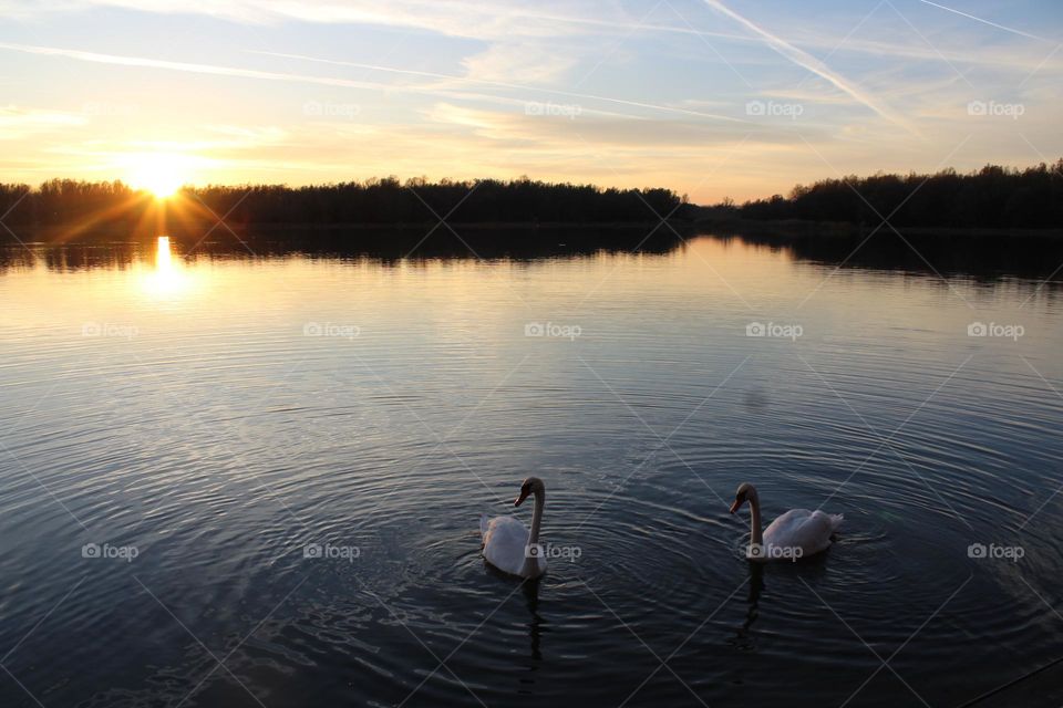 Swan lake and picturesque nature near Novy Sad in Serbia