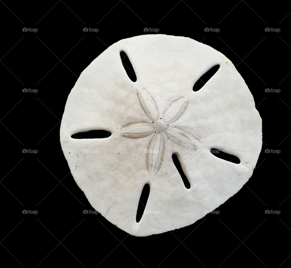 Sand dollar. 