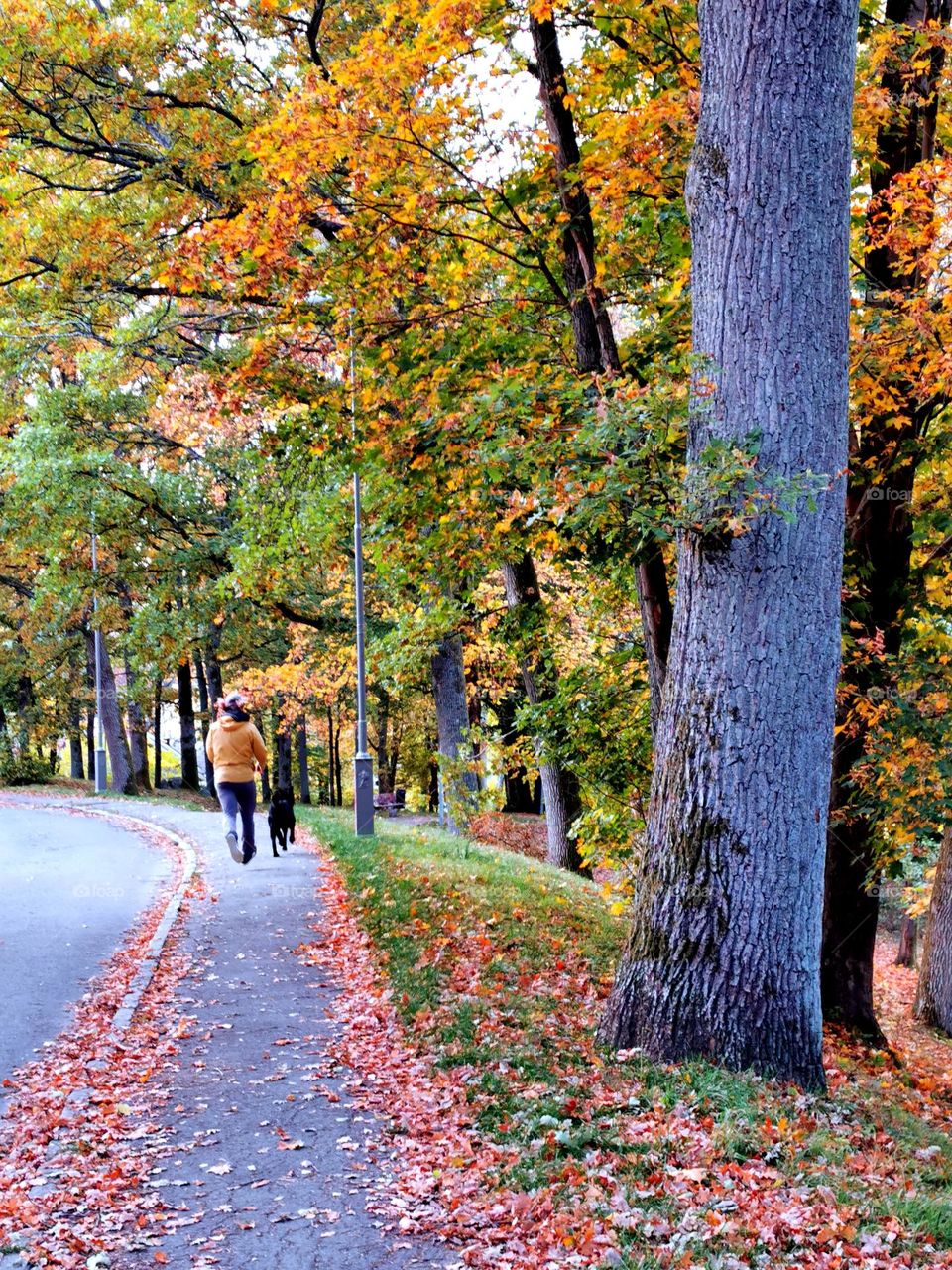 Autumn jogging run