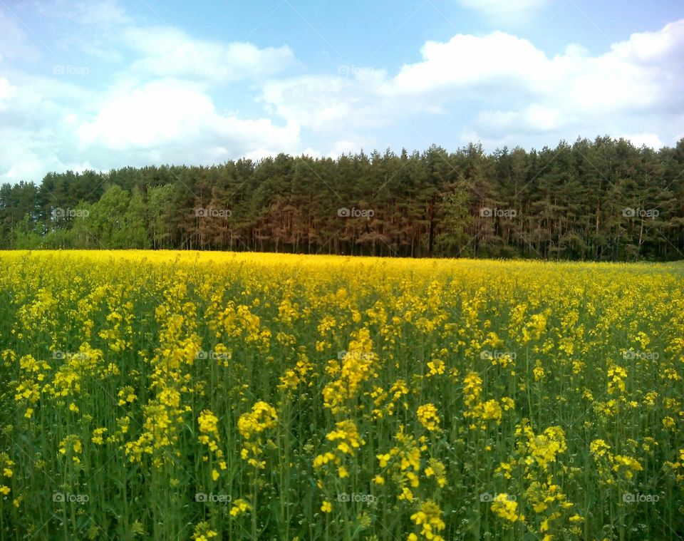 Agriculture, Field, Landscape, Rural, No Person