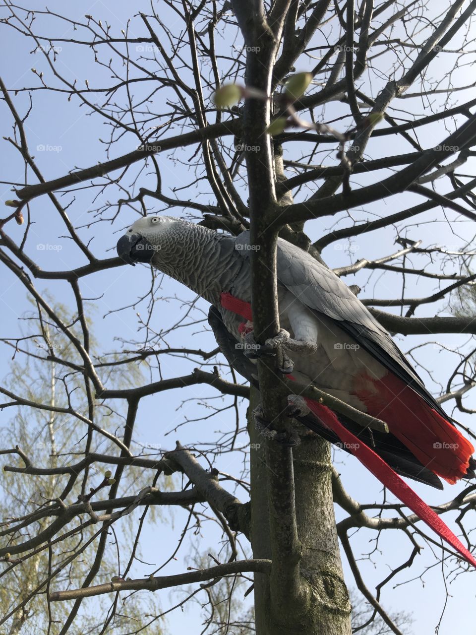 Parrot in a tree