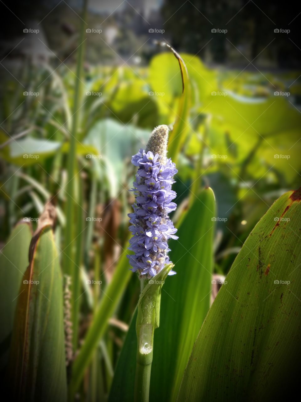 Pontederia cordata