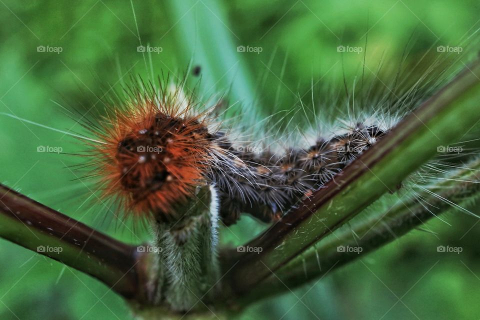 Catterpillar