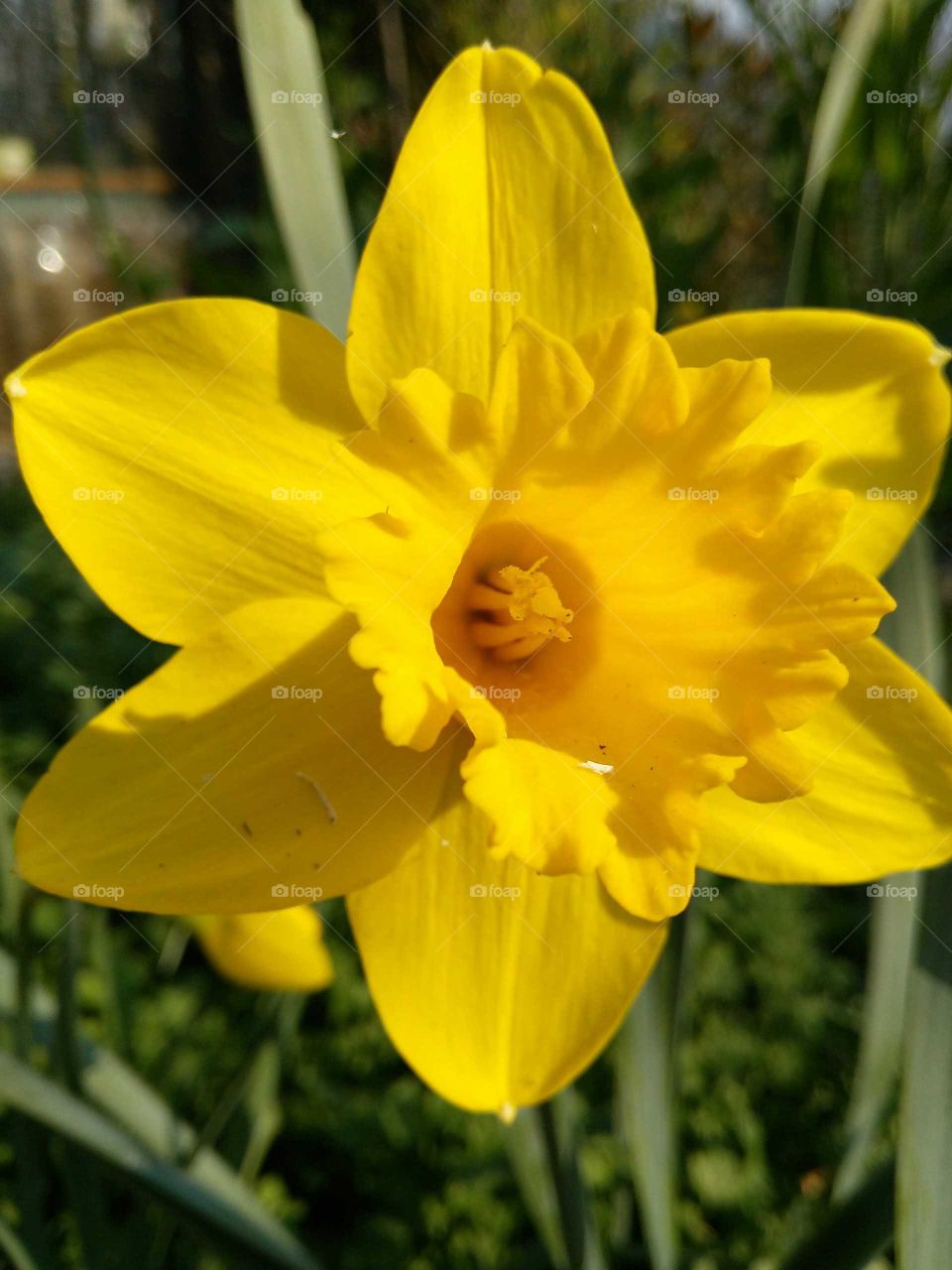 daffodil