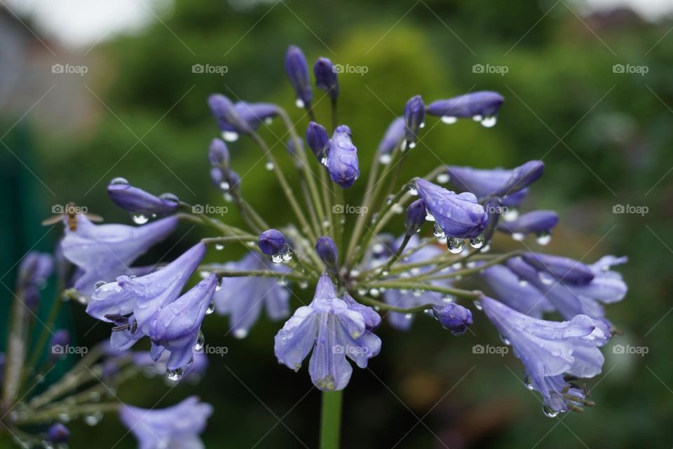 Waiting for my Agapanthus to show its full glory but sadly it’s rained and rained and rained .. July 2023 !