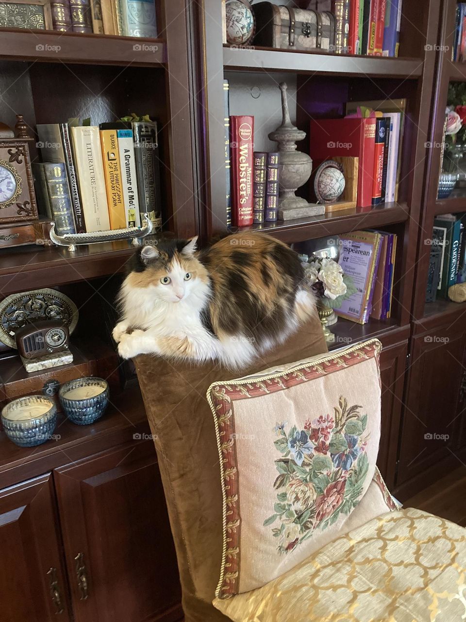 It’s fun to hang out with books, even if kitty can’t read them!