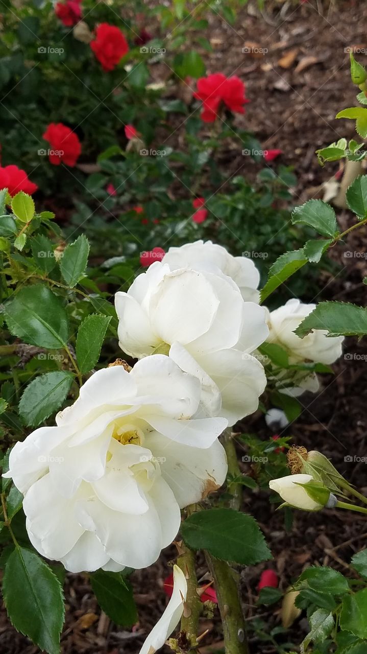 pretty white roses