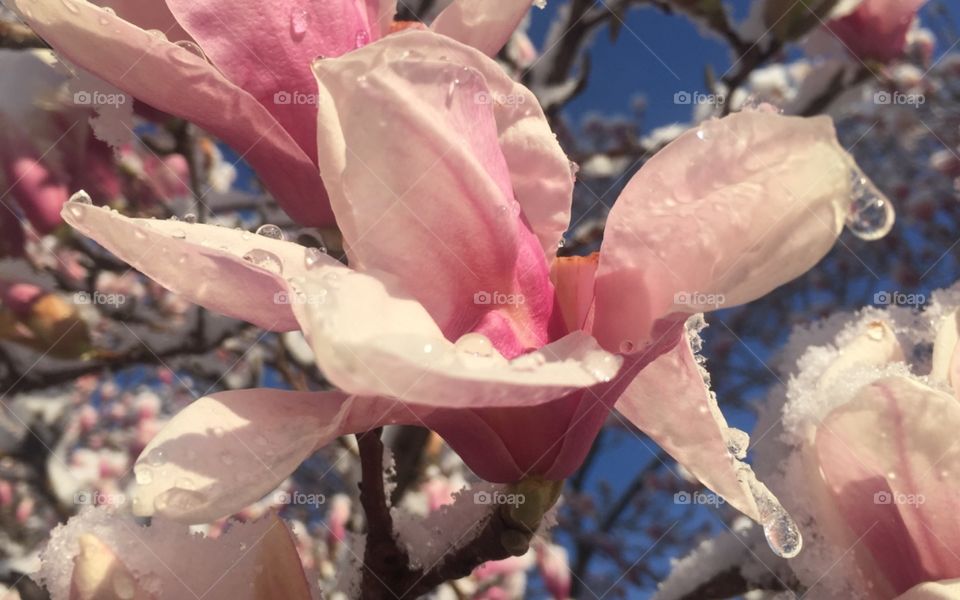 Snow and ice on a spring day