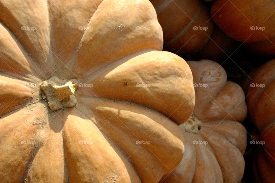 Big pumpkin with sun light. Top view